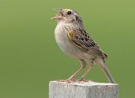 Grasshopper sparrow Grasshopper Sparrow Identification All About Birds Cornell Lab