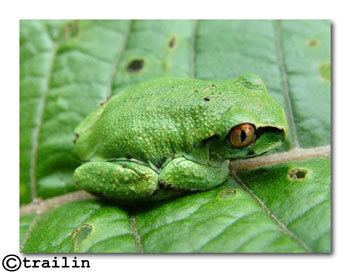 Grassland forest tree frog httpsstaticinaturalistorgphotos364961large