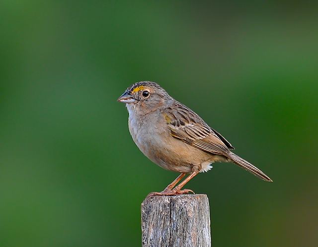 Grassland sparrow httpsuploadwikimediaorgwikipediacommonsee