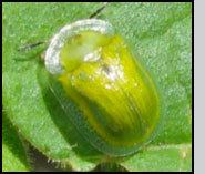 Gratiana boliviana httpsbiocontrolentomologycornelleduimagesw