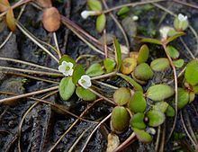 Gratiola amphiantha httpsuploadwikimediaorgwikipediacommonsthu