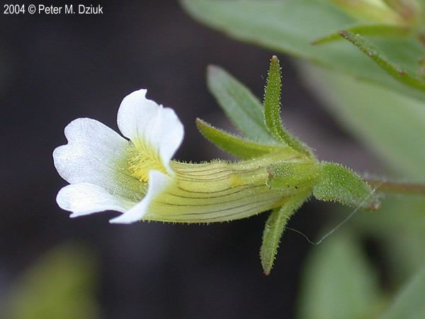 Gratiola neglecta Gratiola neglecta Clammy Hedgehyssop Minnesota Wildflowers