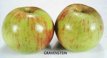 Gravenstein Slow Food USA Sebastopol Gravenstein Apple
