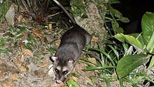 Gray and black four-eyed opossum httpsuploadwikimediaorgwikipediacommonsthu