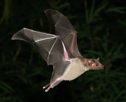 Gray bat Gray Bat Myotis Grisescens ThingLink