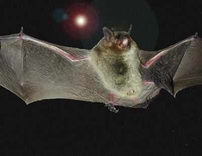 Gray bat Gray bat Wikipedia