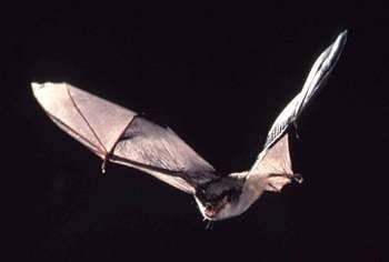 Gray bat Gray bat