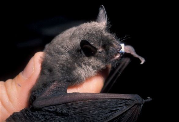 Gray bat Gray Bat