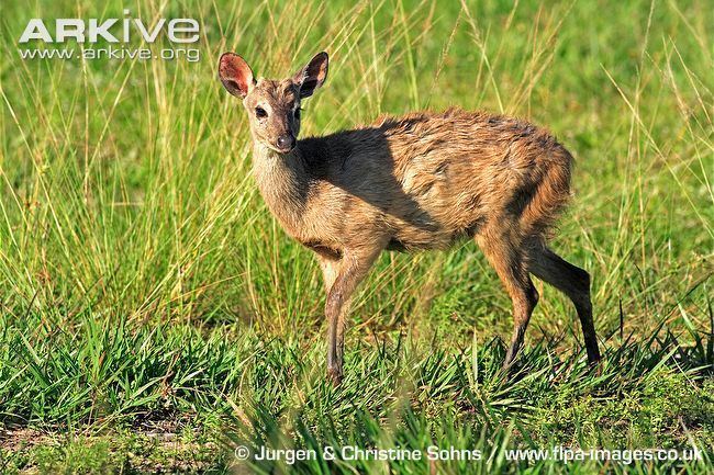 Gray brocket Grey brocket photo Mazama gouazoubira G36738 ARKive