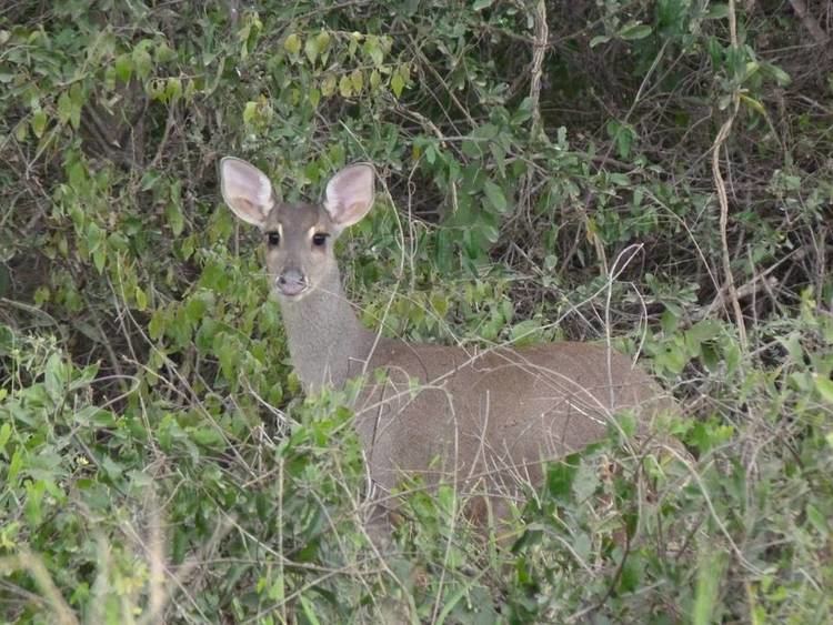 Gray brocket GREY BROCKET DEER Mazama gouazoupira FAUNA PARAGUAY