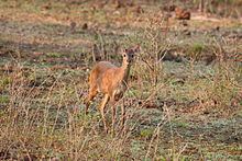 Gray brocket httpsuploadwikimediaorgwikipediacommonsthu