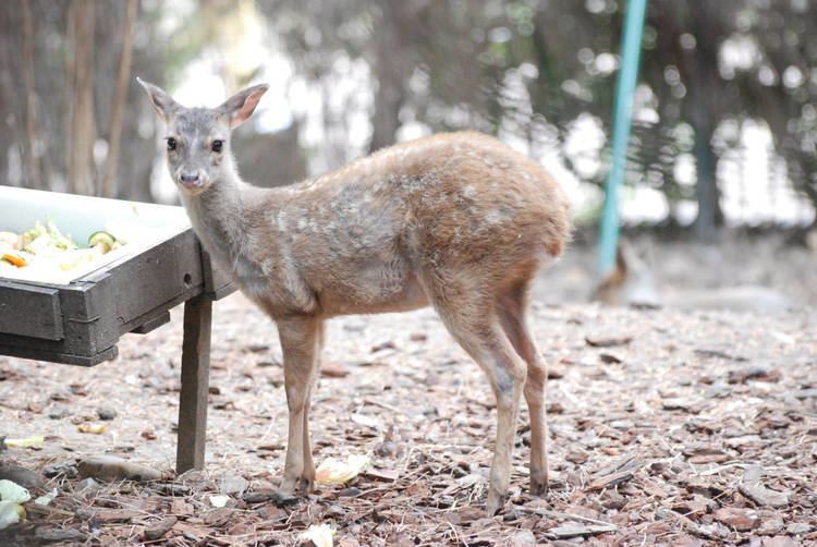 Gray brocket Gray Brocket Deer 98193 DFILES