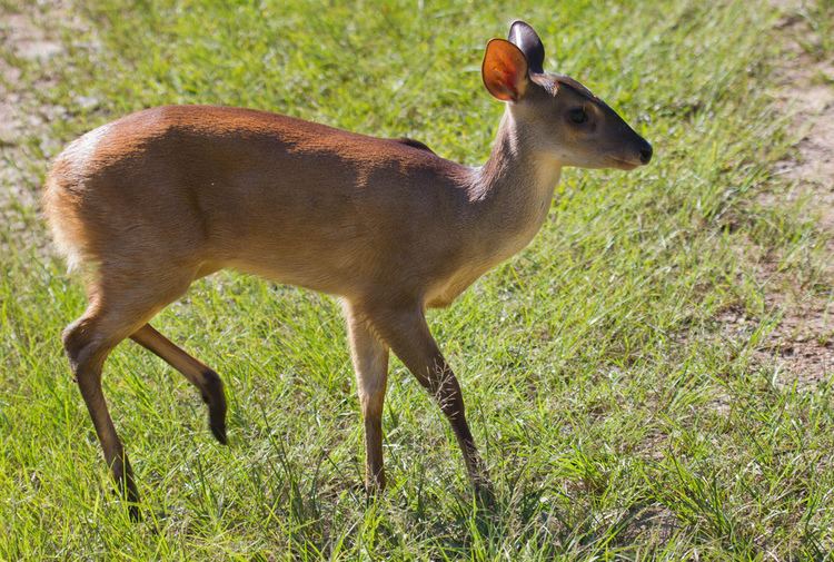 Gray brocket Gray brocket deer quotMazama gouazoupiraquot Veadocatingueiro Flickr