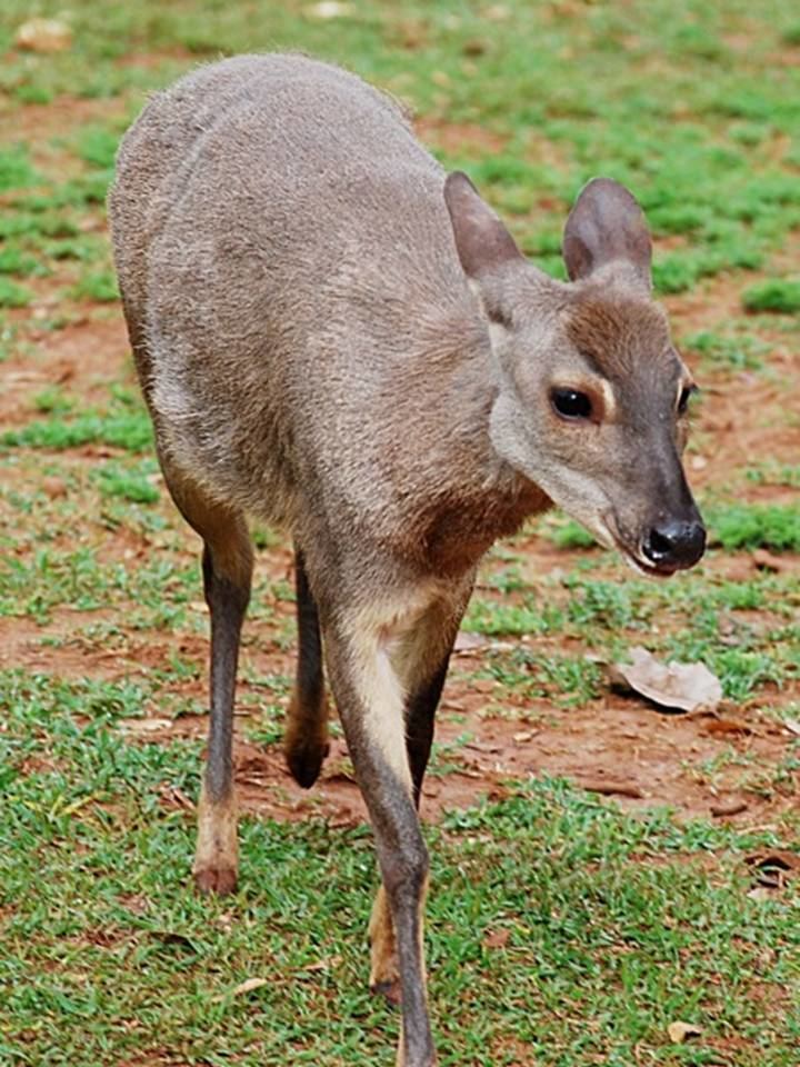 Gray brocket GREY BROCKET DEER Mazama gouazoupira FAUNA PARAGUAY