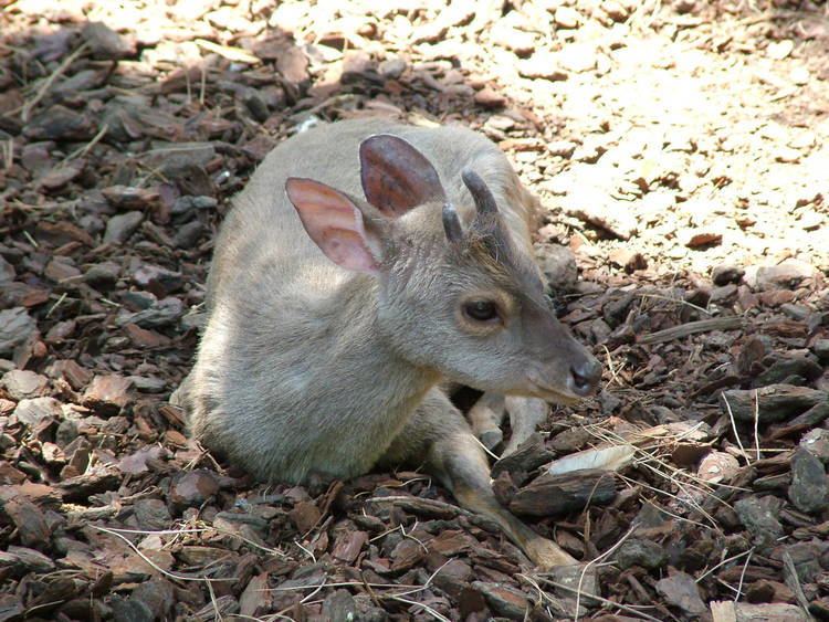 Gray brocket Grey Brocket Deer at Faunia 270511 ZooChat