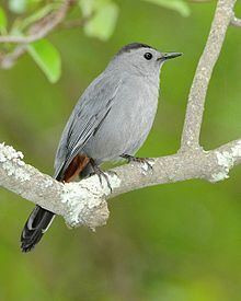 Gray catbird httpsuploadwikimediaorgwikipediacommonsthu