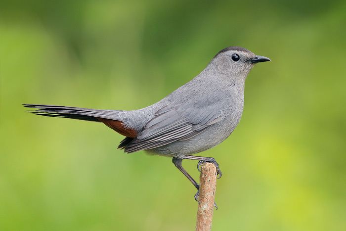 Gray catbird catbird