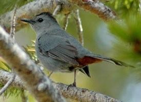 Gray catbird Gray Catbird Identification All About Birds Cornell Lab of