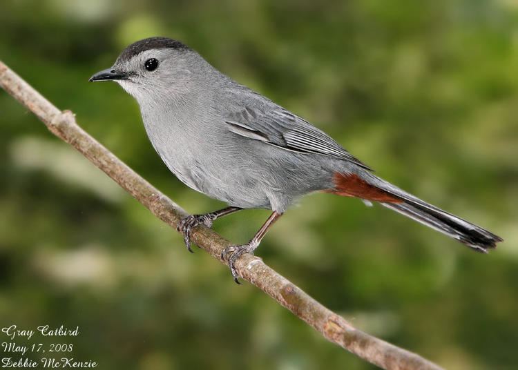 Gray catbird The Gray Catbird Says Meow FSU ornithology