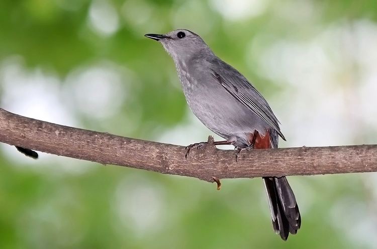 Gray catbird Gray Catbird quotDumetella carolinensisquot Boreal Songbird Initiative