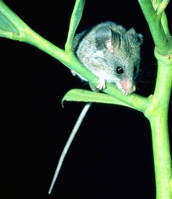 Gray climbing mouse animaldiversityorgcollectionscontributorsmzm2