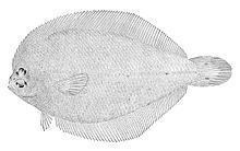 Gray flounder httpsuploadwikimediaorgwikipediacommonsthu