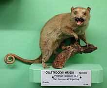 Gray four-eyed opossum httpsuploadwikimediaorgwikipediacommonsthu