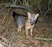 Gray fox httpsuploadwikimediaorgwikipediacommonsthu