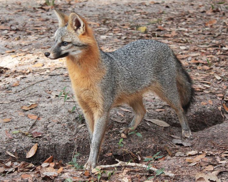 Gray fox Adirondack Wildlife The Gray Fox The Adirondack Almanack