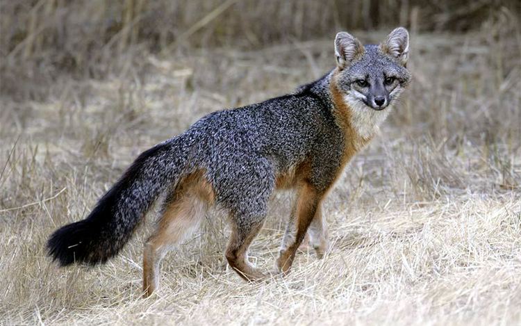 Gray fox ADK Forever Wild Gray Fox