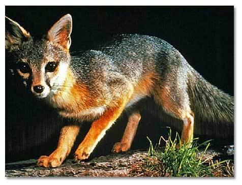 Gray fox Gray Fox DesertUSA