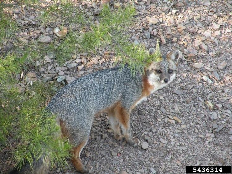 Gray fox Gray Fox Urocyon cinereoargenteus NatureWorks