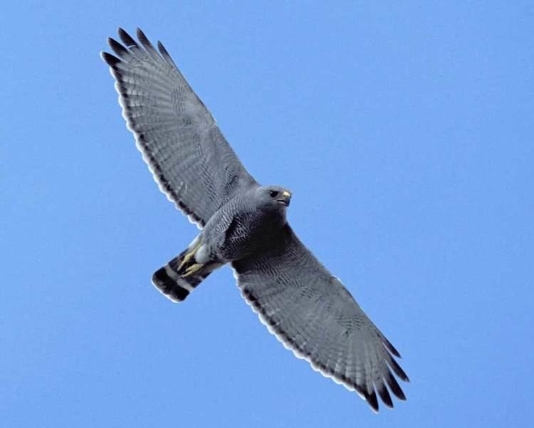 Gray hawk Gray Hawk Audubon Field Guide