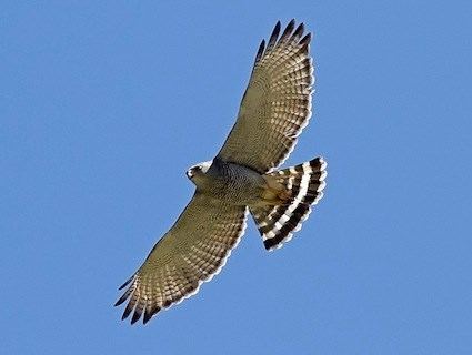 Gray hawk Gray Hawk Identification All About Birds Cornell Lab of Ornithology