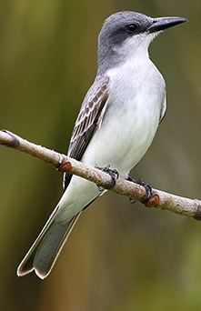 Gray kingbird Gray Kingbird Outdoor Alabama