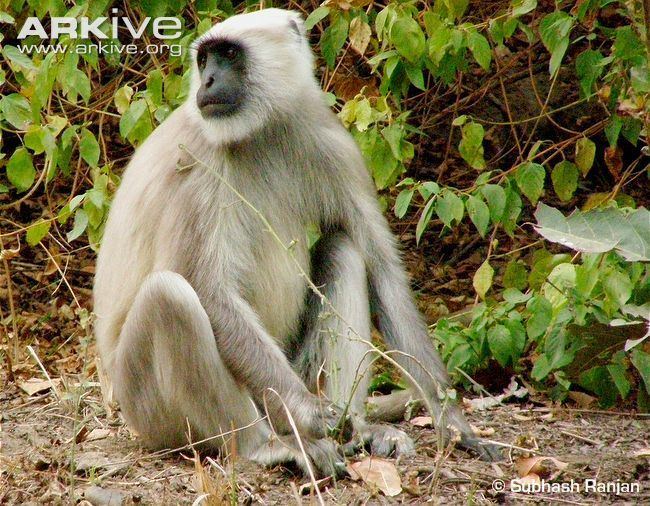 Gray langur Gray langur videos photos and facts Semnopithecus hector ARKive