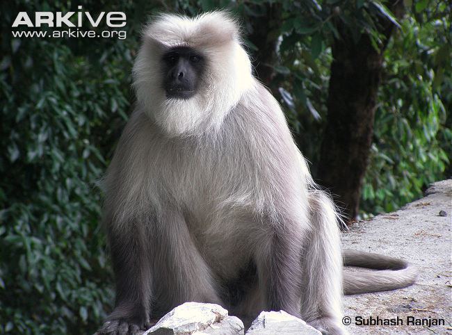 Gray langur Gray langur videos photos and facts Semnopithecus hector ARKive