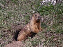 Gray marmot httpsuploadwikimediaorgwikipediacommonsthu