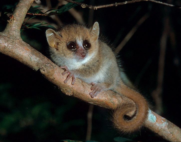 Gray mouse lemur Phocus Pictures