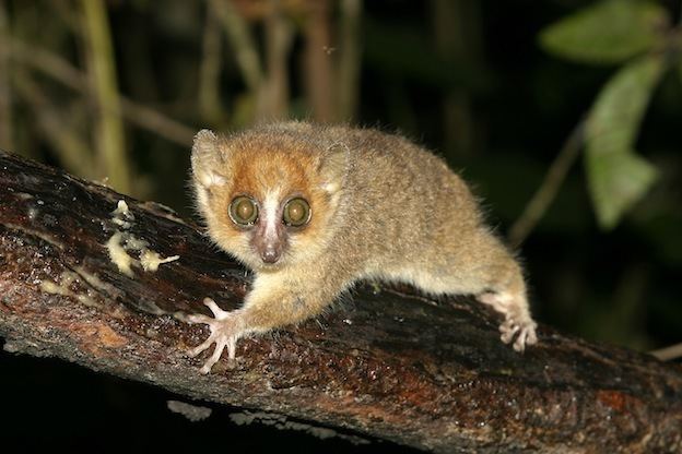 Gray mouse lemur Gray Mouse Lemur Lemur Facts and Information