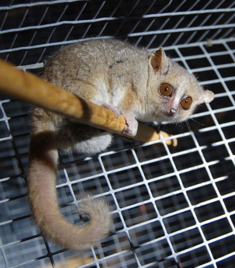 Gray mouse lemur httpsuploadwikimediaorgwikipediacommonsthu