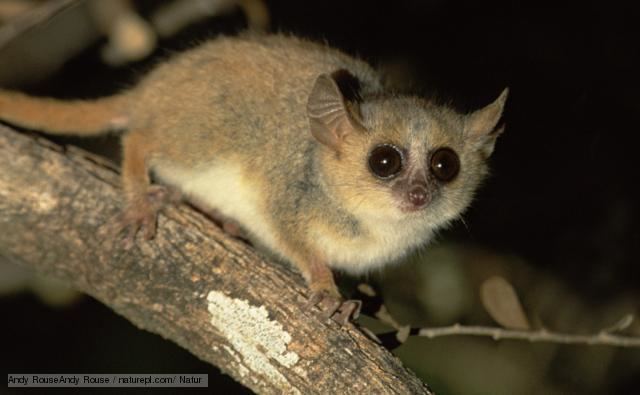 Gray mouse lemur BBC Nature Grey mouse lemur videos news and facts