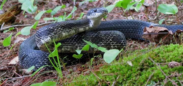 Gray ratsnake Reptiles and Amphibians of Ontario A New Ontario Reptile and