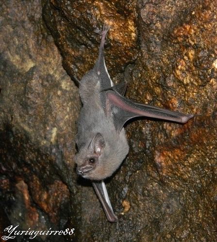 Gray sac-winged bat httpsstaticinaturalistorgphotos1048736medi