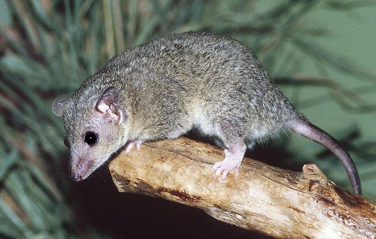 Gray short-tailed opossum Monodelphis domestica Gray shorttailed opossum