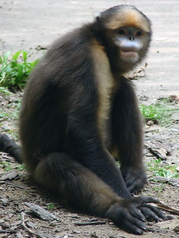 Gray snub-nosed monkey httpswwwzoochatcomcommunitymediagraysnub