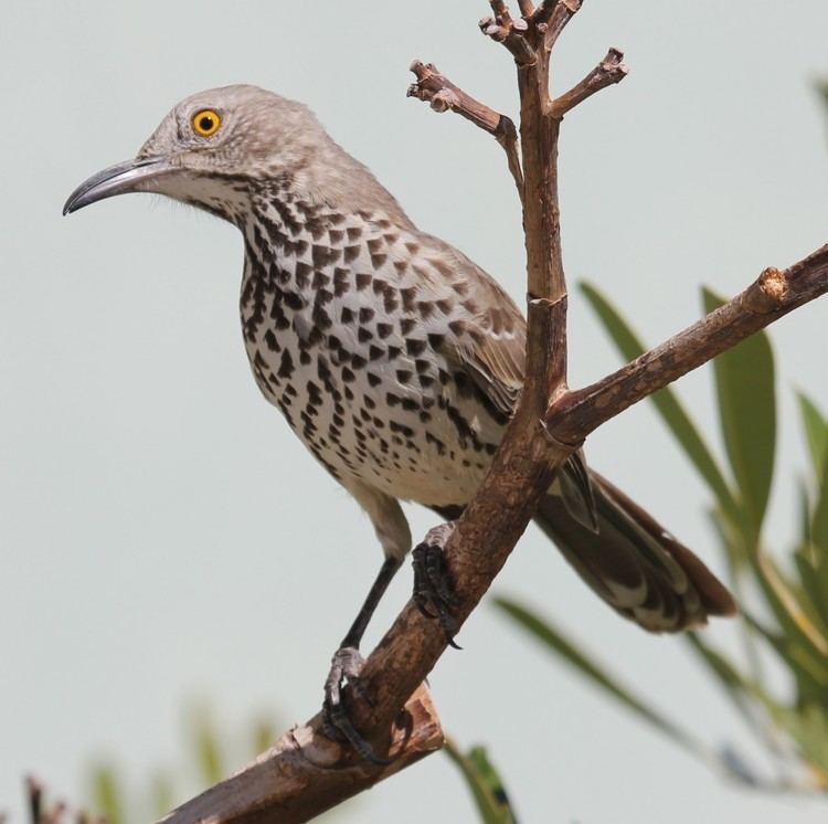 Gray thrasher birdsweseecomhttpchrisndebbiecomwpcontent