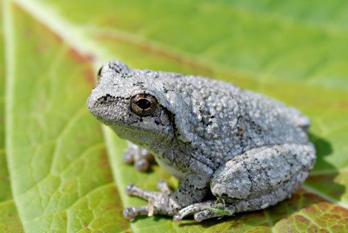 Gray tree frog When It Comes To Love Songs Female Gray Tree Frogs Are Pretty Picky