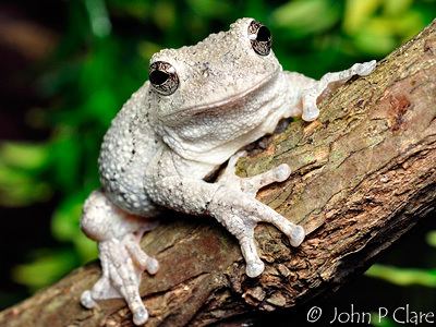 Gray tree frog Frog Forum Gray Tree Frog Care and Breeding