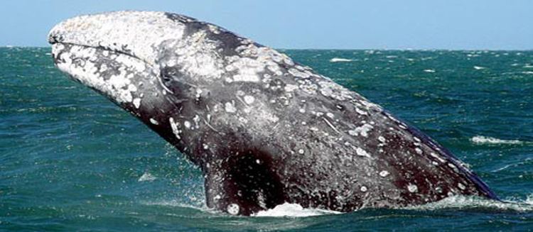 Gray whale California Gray Whale Pacifica Beach Coalition